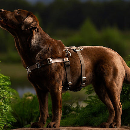 Anti-Stress-Geschirr STURMFREI® Saver für kleine bis mittlere Hunde