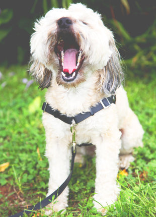 Anti-Stress-Geschirr STURMFREI®, Größe XXS