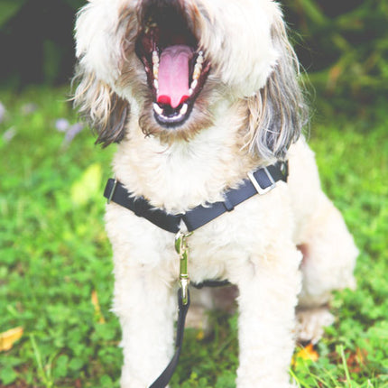 Anti-Stress-Geschirr STURMFREI®, Größe XXS