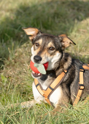 BUDDY. Hundespielzeug aus Wollfilz "Apfel"