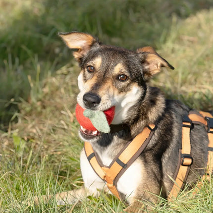 BUDDY. Hundespielzeug aus Wollfilz "Apfel"