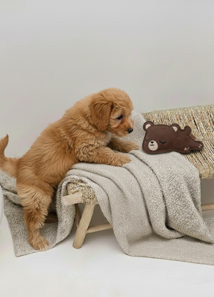 BUDDY. Hundespielzeug aus Leder "Kleiner Bär"