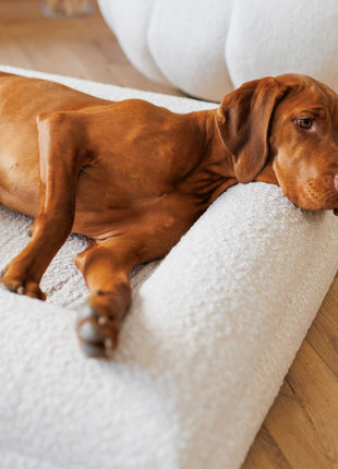 Barklay Größe L+/ XL mit Bouclébezug