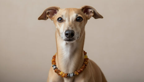 Hunde Bernsteinkette mit Achat und Hämatit Länge 22cm