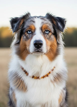 Hunde Bernsteinkette Rosenquarz