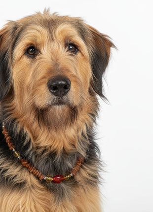 Hunde Bernsteinkette mit Citrin und Achat Länge 44cm