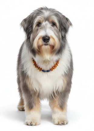 Dog amber necklace, lapis lazuli, length 43 cm