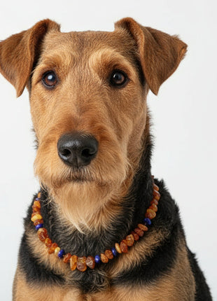 Hunde Bernsteinkette Lapislazuli