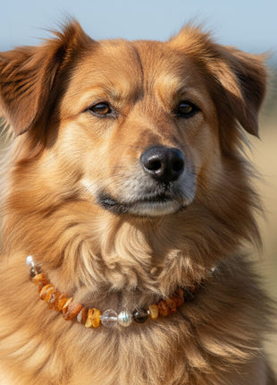 Amber necklace for dogs with smoky quartz, 37cm