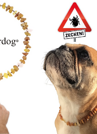 Hunde Bernsteinkette Rosenquarz