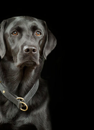 Hundehalsband CLASSIC Light