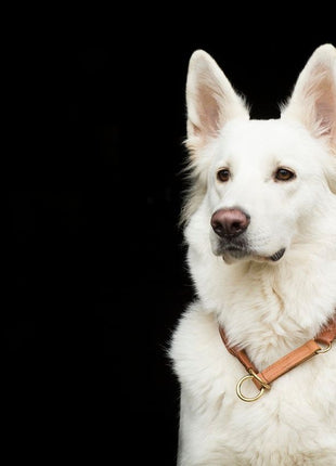 Hundehalsband CLASSIC Rundzug