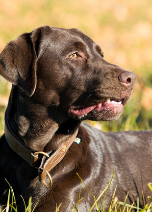 Hundehalsband CLASSIC Light