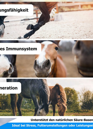 AnoKath® Liquid – Darmsanierung beim Pferd im Alltag unterstützend begleiten
