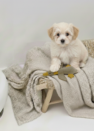 BUDDY. Hundespielzeug aus Leder "Kleine Ente"