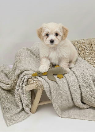 BUDDY. Hundespielzeug aus Leder "Kleine Ente"
