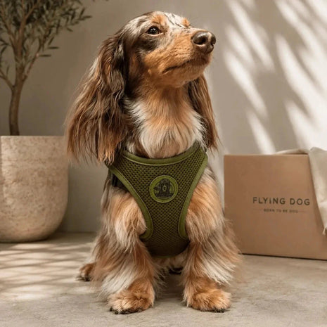 Hundegeschirr FORM – Premium