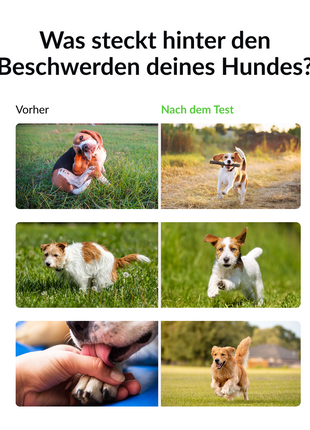 Allergietest für Hunde