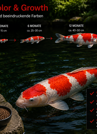 KENJI KOI Color & Growth 5kg