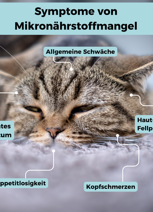 Mikronährstoff-Test Katze