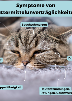 Allergietest Katze