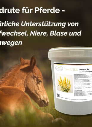 Goldrute Pferd 1kg