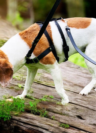 Anti-Stress-Geschirr STURMFREI® Saver für kleine bis mittlere Hunde