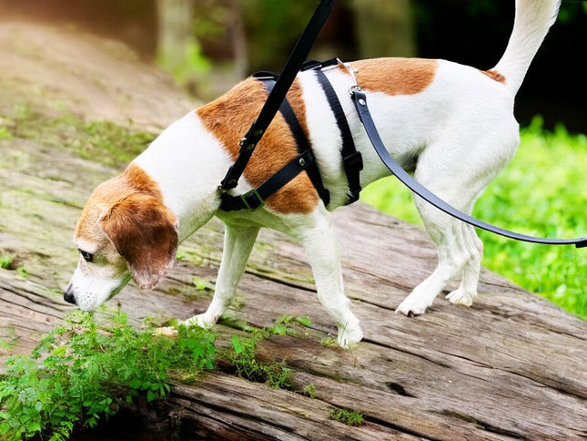 Anti-Stress-Geschirr STURMFREI® Saver für kleine bis mittlere Hunde