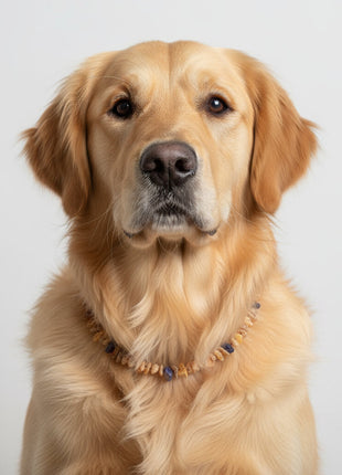 Hunde Bernsteinkette Amethyst