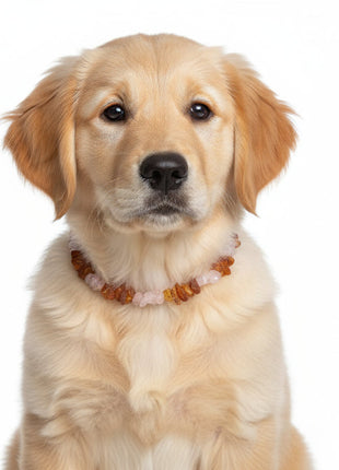 Hunde Bernsteinkette Flexi mit Rosenquarz