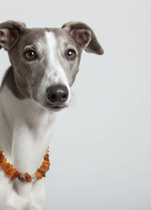 Dog amber necklace Swari