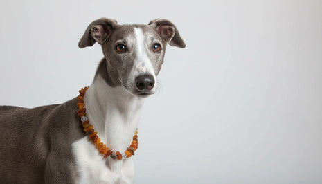 Hunde Bernsteinkette Swari