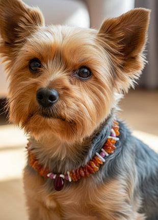 Bernsteinkette für den Hund mit Sugilith und Koralle Länge 25cm