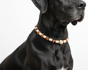 Collection image for: Bernsteinketten für Hunde - amberdog® | Das ORIGINAL