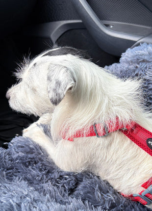 Hundebett "Balu" kuschelig weiche & waschbare Auflage – mit hohem Rand für Auto & Sofa