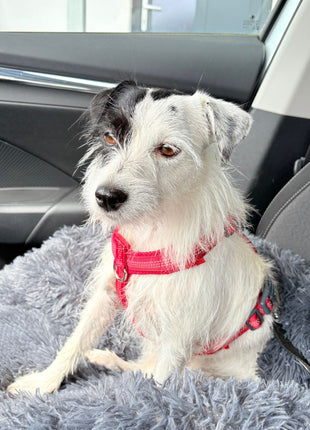 Hundebett "Balu" kuschelig weiche & waschbare Auflage – mit hohem Rand für Auto & Sofa