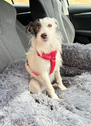 Hundebett "Balu" kuschelig weiche & waschbare Auflage – mit hohem Rand für Auto & Sofa