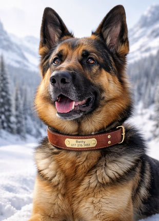 Leder Hundehalsband mit goldfarbener Marke, Gravur Name und Telefon