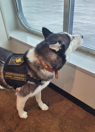 Leder Hundehalsband mit goldfarbener Marke, Gravur Name und Telefon