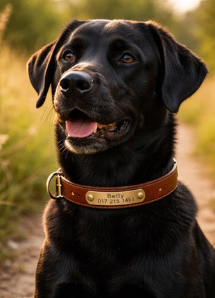 Leder Hundehalsband mit goldfarbener Marke, Gravur Name und Telefon