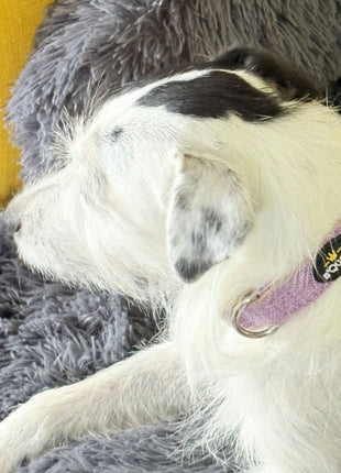Hundehalsband-Set "Hempy" - Halsband + Leine + gravierte Hundemarke