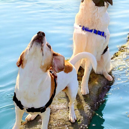 Anti-Stress-Geschirr STURMFREI®, Größe M