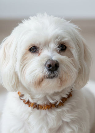 Hunde Bernsteinkette SuperFlex