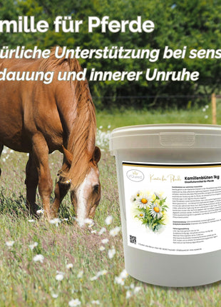 Kamille Pferd 1kg ganze Blüte