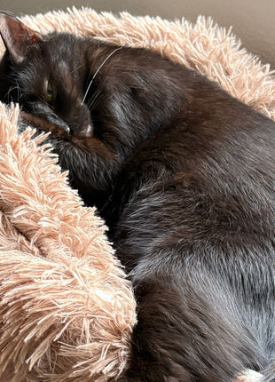 Hundebett "Balu" kuschelig weiche & waschbare Auflage – mit hohem Rand für Auto & Sofa