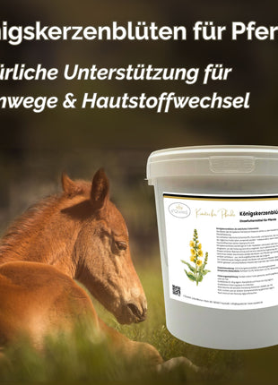 Königskerzenblüten Pferd 500g