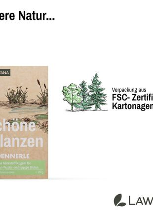 Schöne Pflanzen