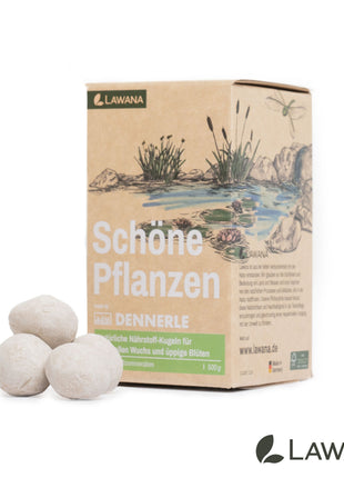Schöne Pflanzen