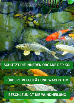 Milchsäurebakterien Pulver Konzentrat 1000 ml für ein bakterielles Gleichgewicht im Teich