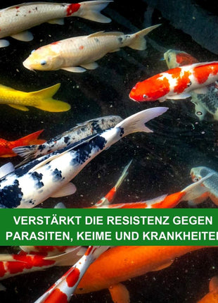 Milchsäurebakterien Pulver Konzentrat 1000 ml für ein bakterielles Gleichgewicht im Teich